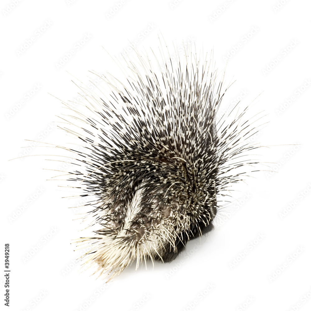 porcupine porcupine