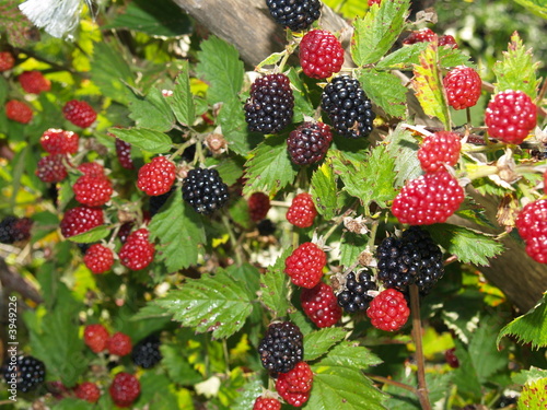 fruits de saison
