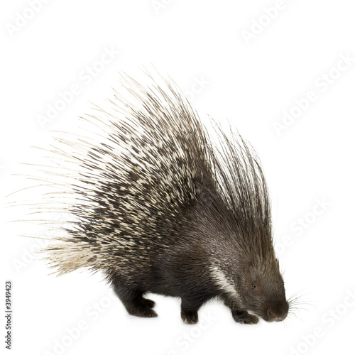 porcupine