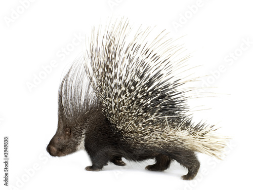 porcupine