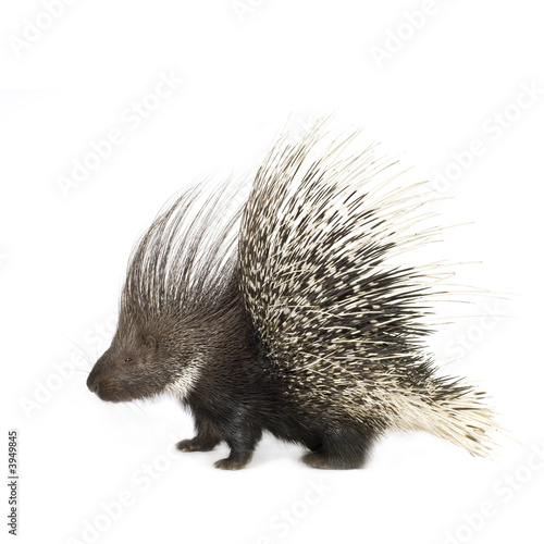 Fotografía porcupine