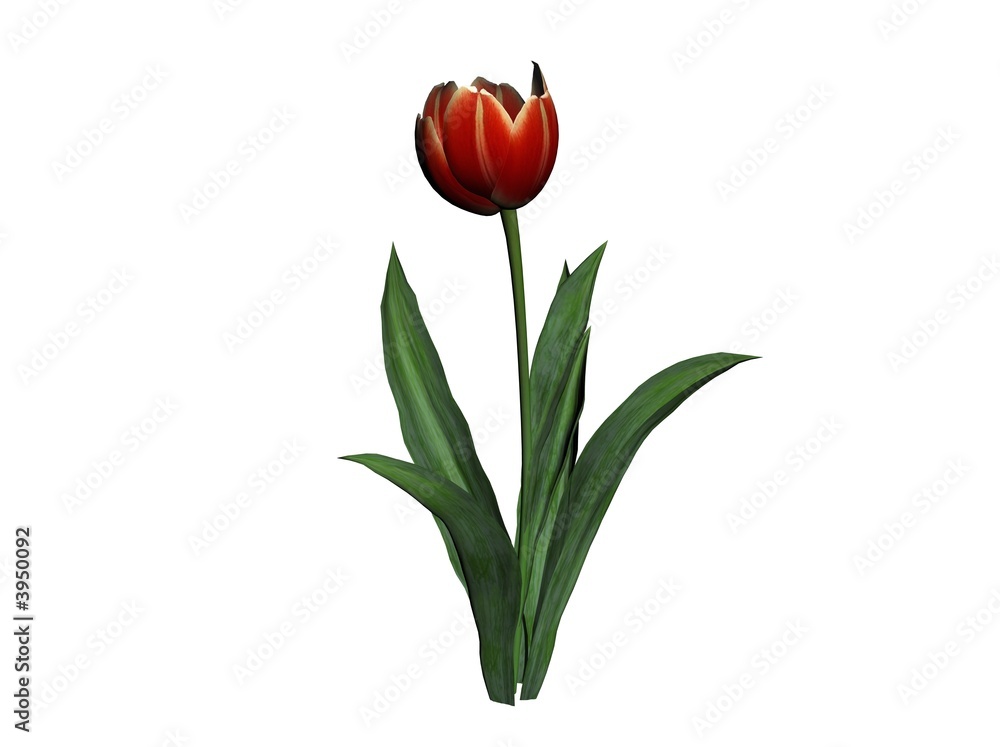 Tulip Tulip