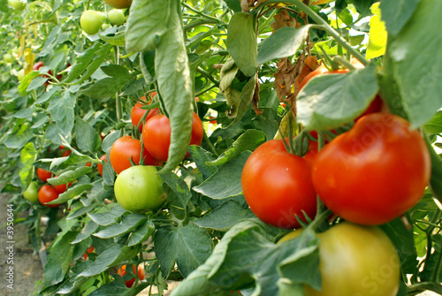 Tomato 3
