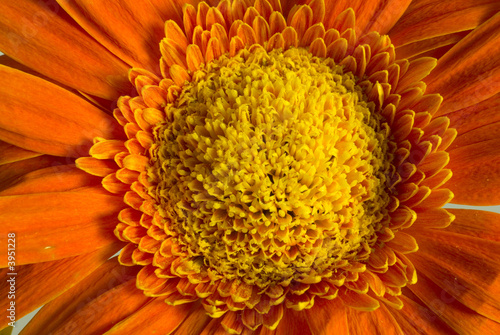 Gerbera sole