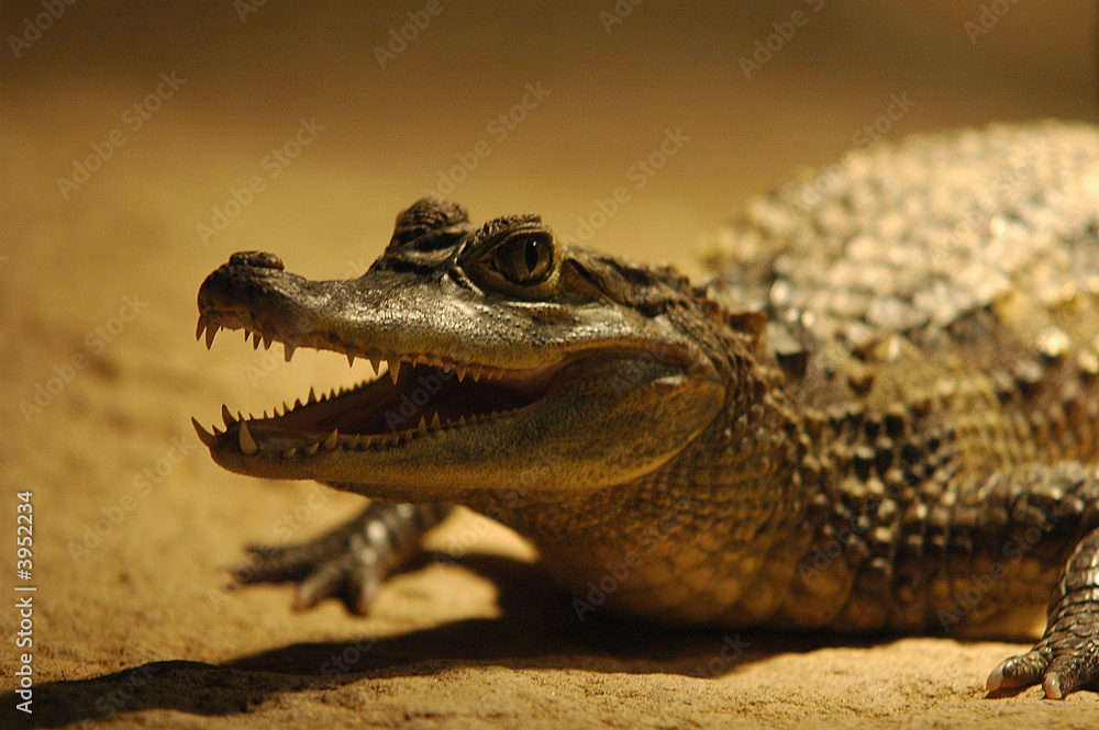 Fototapeta premium Crocodile, alligator,amphibien, reptile