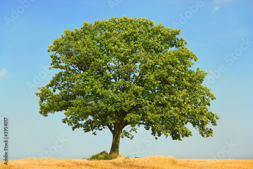 Baum im Sommer