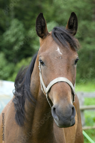 head of hors