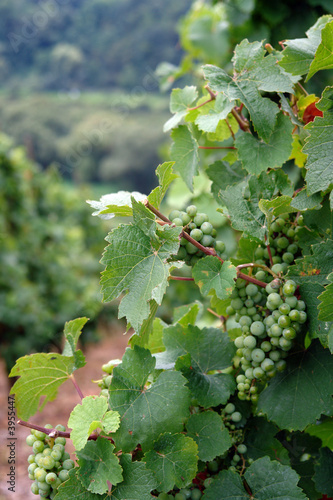 Wine vineyard grapes