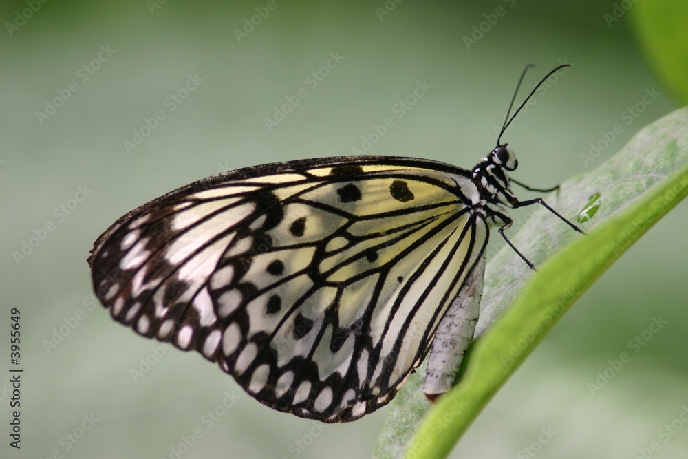 Schmetterling 3 Schmetterling 3