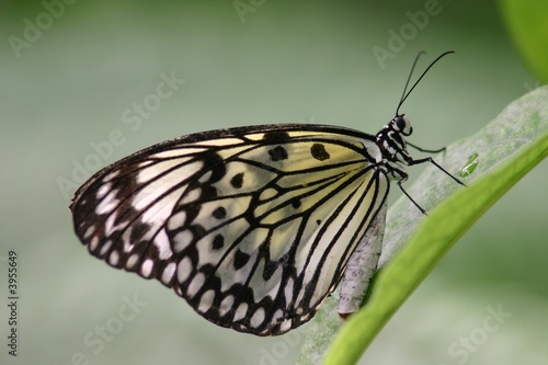 Schmetterling 3 © Bernd S.