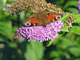 Peacock Butterfly on Buddleia 1
