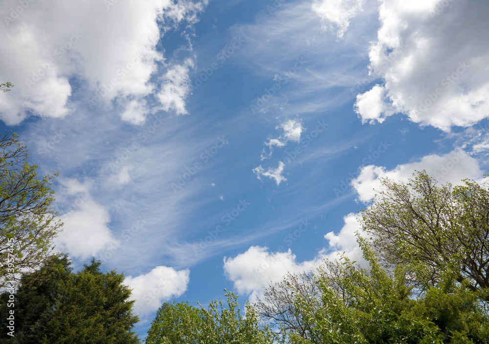 Obraz premium Trees and sky