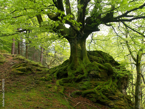 European or Common Beech (Fagus sylvatica)