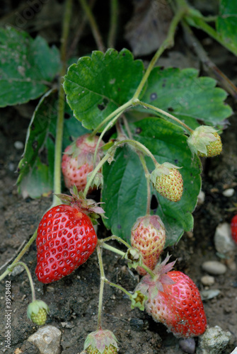 fraises