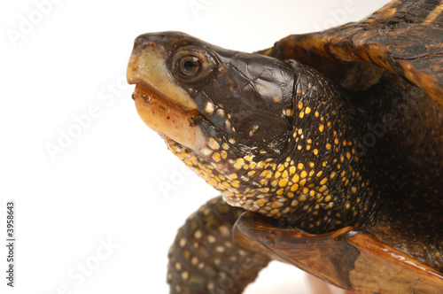 Florida Box Turtle - Isolated