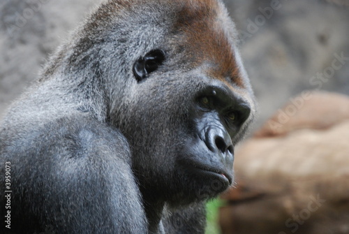 Gorilla 3 © Hendrik Schwartz