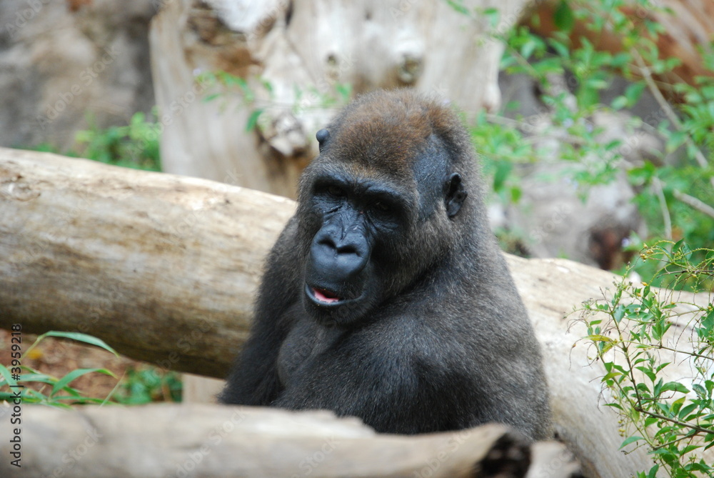 Obraz premium Gorilla 5