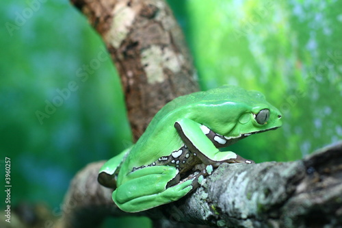 Giant Waxy Monkey Tree Frog