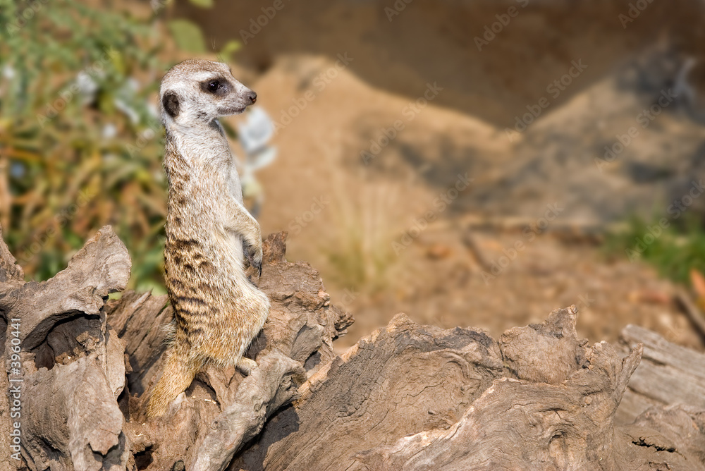 Fototapeta premium picture of meerkat on security detail looking to the right