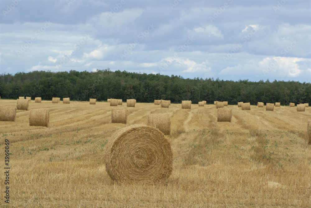 Prairie landscape in late summer