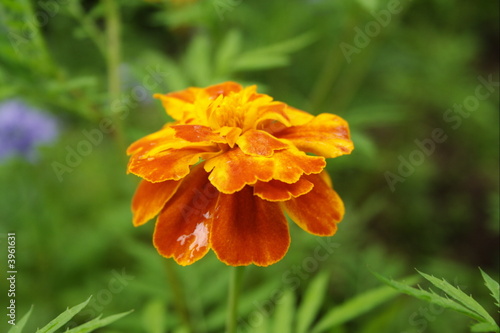marigold