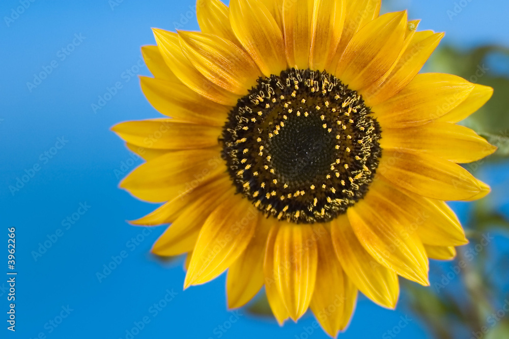 Sunflower against the blue background. Sunflower against the blue background.