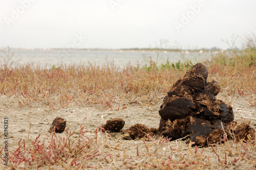 Manure heap in the Camargue, France photo