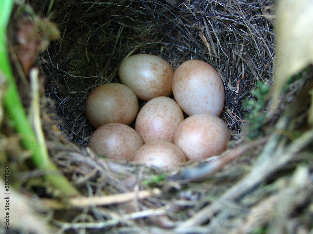nest nest