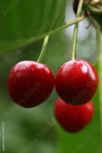 Trois cerises photo