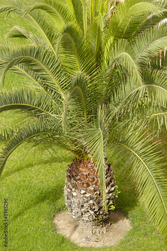 Palm close up