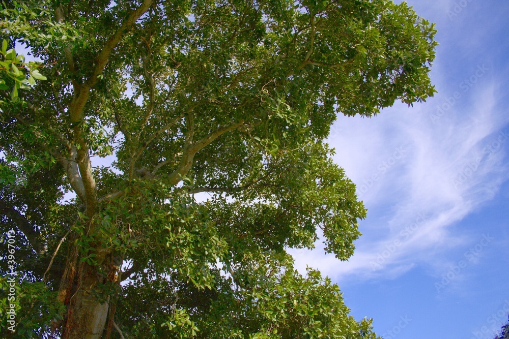 Fototapeta premium Tree Close Up
