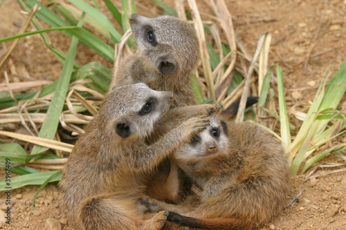 Gruppe Erdmännchen