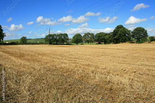 corn field