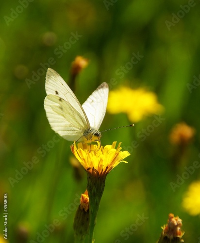 Schmetterling Kohlweißling 03 © LianeM