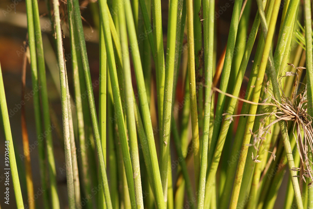 water plants in the ponds