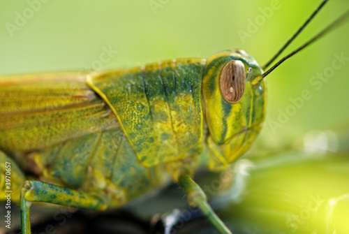 green color grasshopper in the gardens © Wong Hock Weng