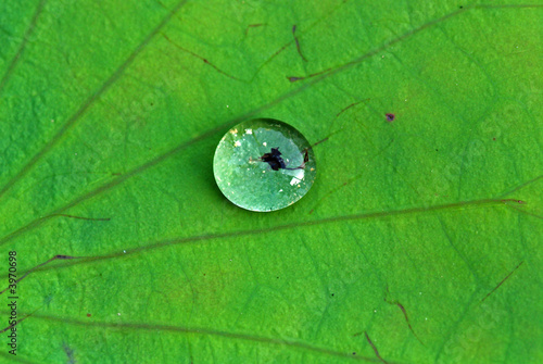 water droplets and lotus leaf inside the pond