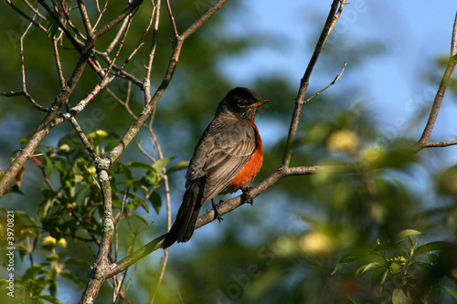 robin