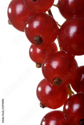 red current