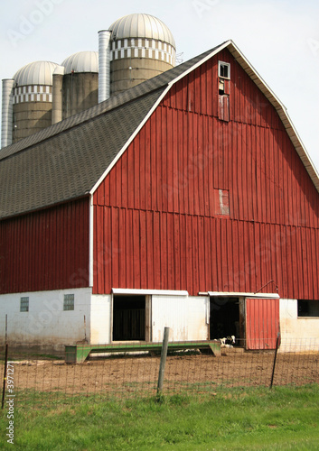 Dairy farm with spotted cow
