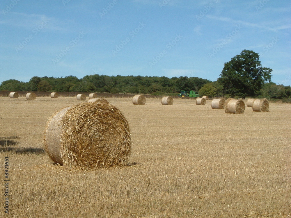 Bales of straw in a field