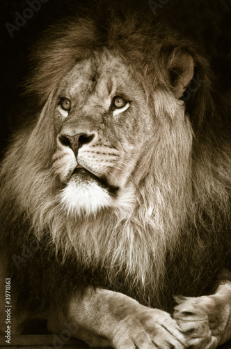 Fototapeta Naklejka Na Ścianę i Meble -  big african male lion