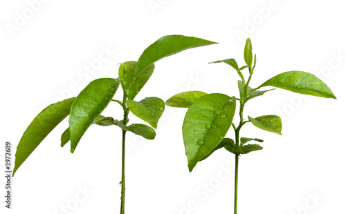 Quadro su tela green sprouts with dew