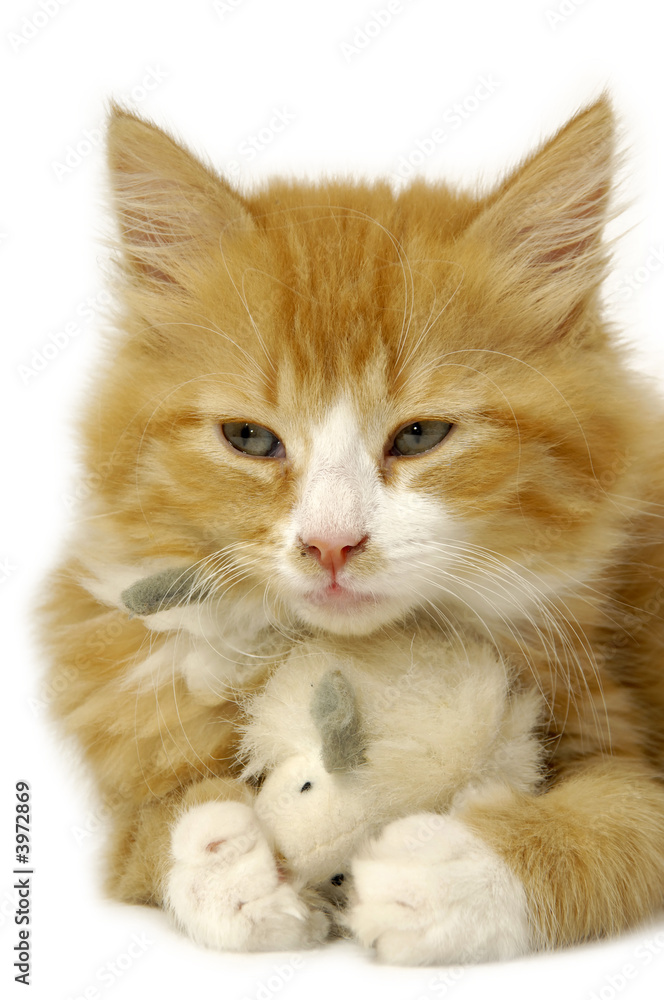 Kitten with mouse