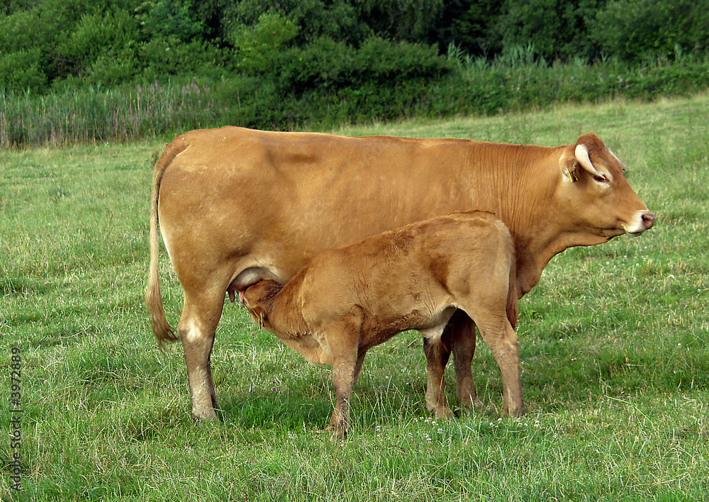 Kuh mit säugendem Kalb Kuh mit säugendem Kalb