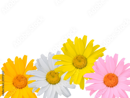 Multi-coloured camomiles on a white background