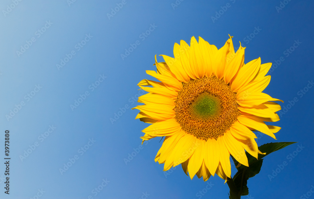 sunflower over deep blue sky background with copyspace sunflower over deep blue sky background with copyspace