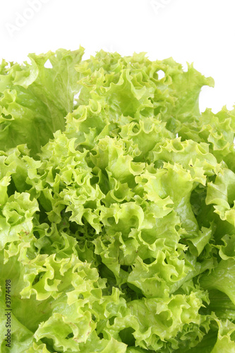lettuce - lollo bindo
