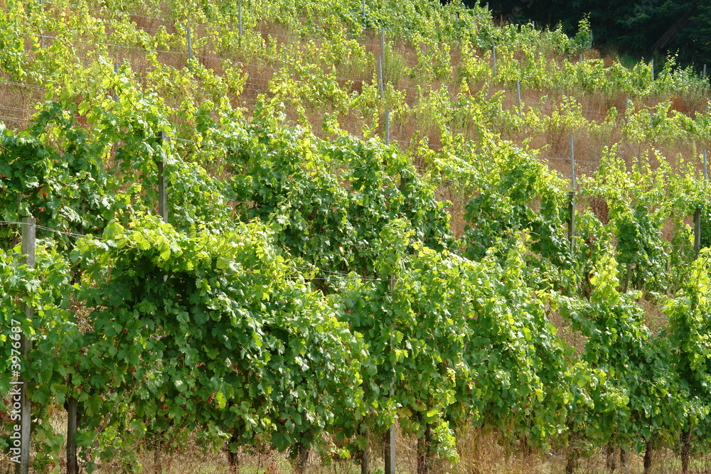 Wine vineyard with grapes on a plantation
