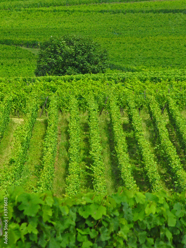 Vignoble